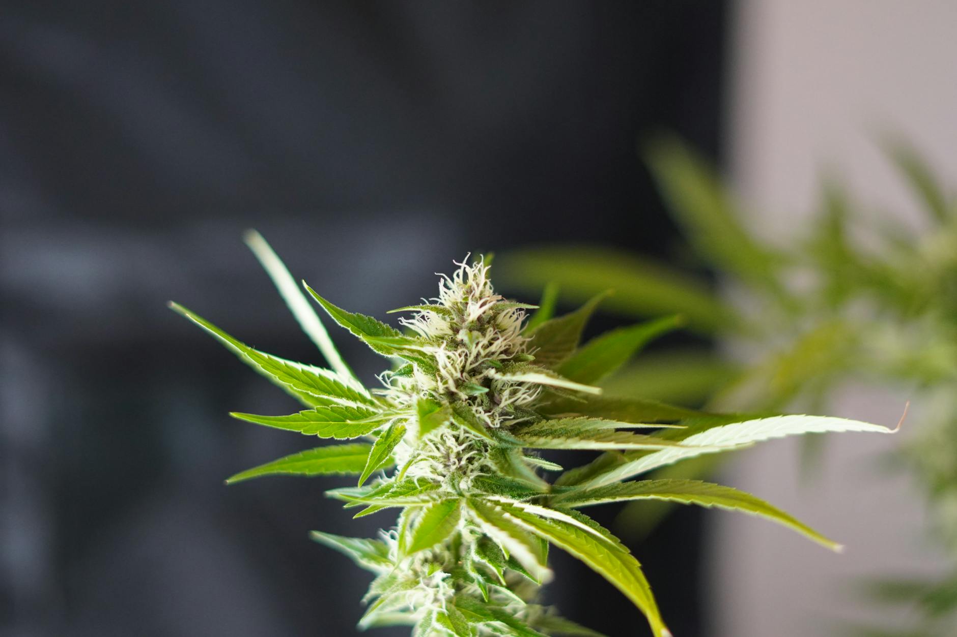 Editorial image for Does Weed Stunt Penis Growth? What the Evidence Actually Shows