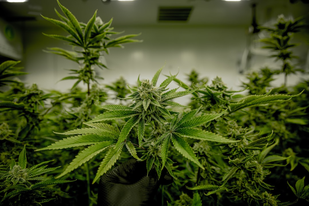 Editorial image for UNILA will conduct research with medicinal cannabis on volunteer children of Alzheimer's patients.