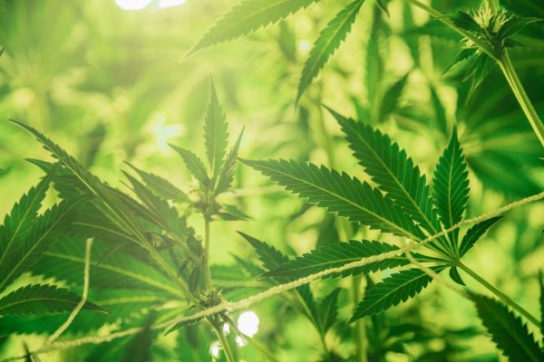 Study: Cannabis-Based Treatments Linked to Long-Term Improvements in Migraine …