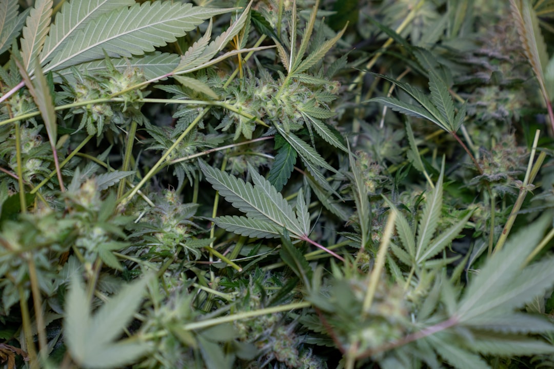 Editorial image for As Fragile Ceasefire Holds, Vance to Lead US-Iran Weekend Negotiations in Pakistan