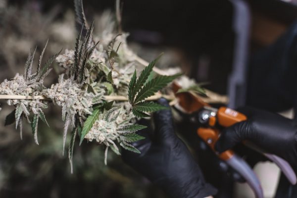 Spectroscopy in the Modern Cannabis Laboratory