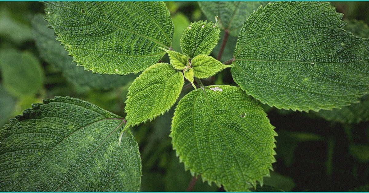 trump ready to move on cannabis rescheduling news