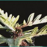 unchecked hemp products need strong oversight to p