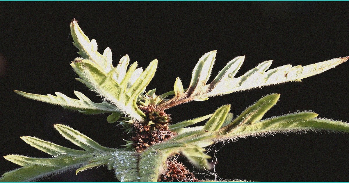 unchecked hemp products need strong oversight to p