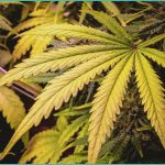 unlocking the potential of cbd for stress relief