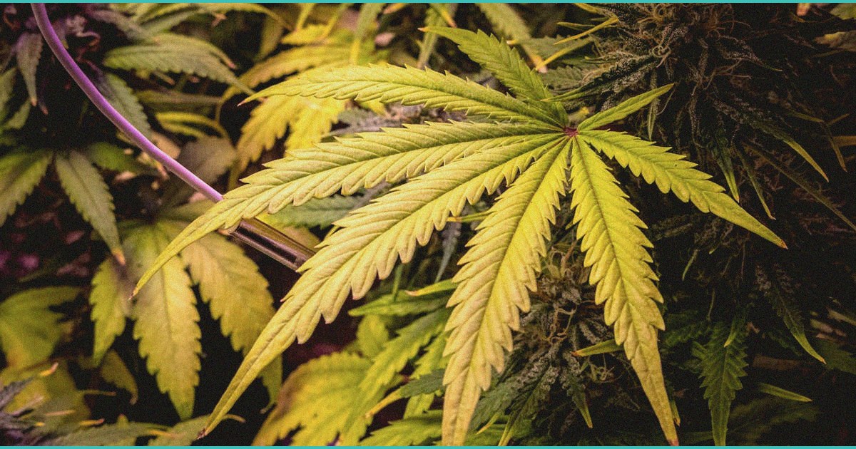 unlocking the potential of cbd for stress relief