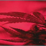 what are the dangers of high potency cannabis c