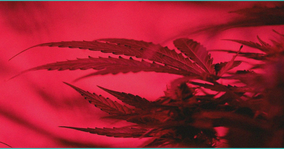 what are the dangers of high potency cannabis c