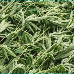 why do cannabis users weigh less the cannabis wei