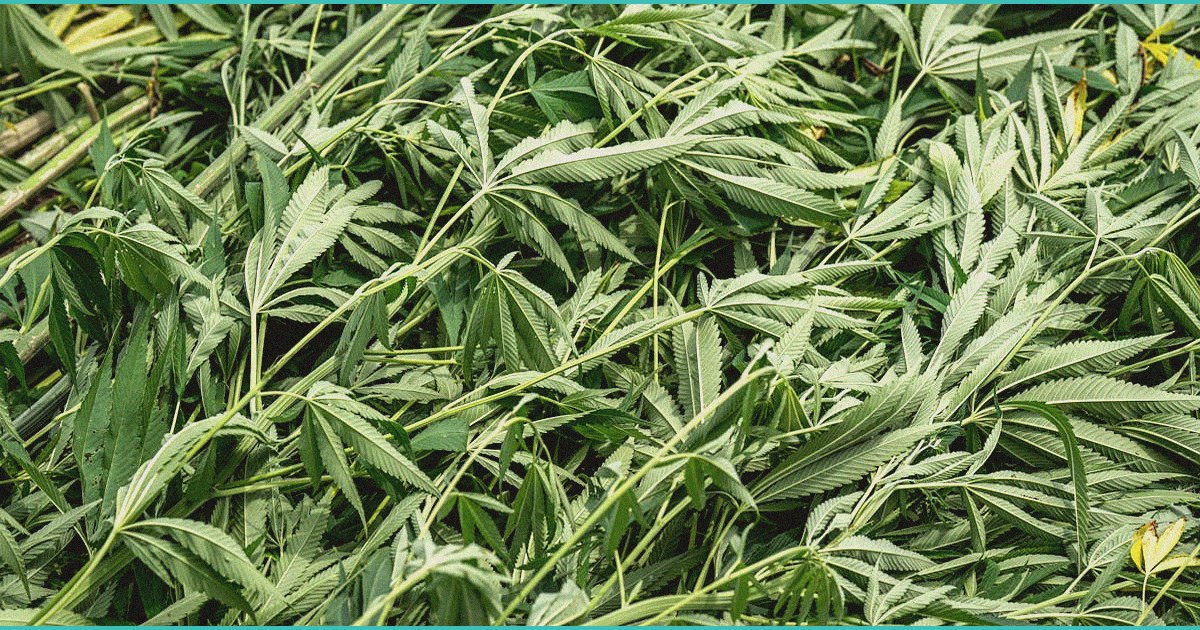 why do cannabis users weigh less the cannabis wei