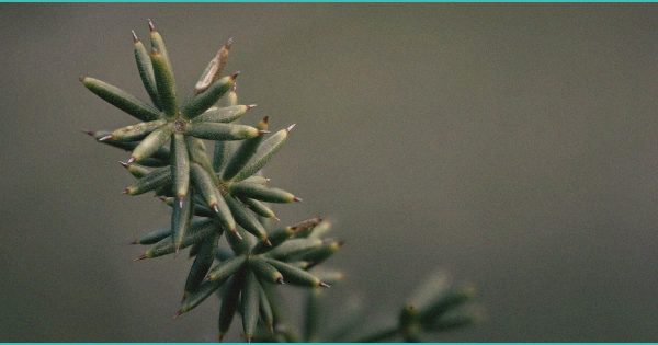 b cannabis b compounds cbd and cbg show promise