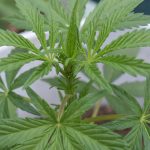 Flower no longer fastest growing item prescribed to UK cannabis patients - leafie