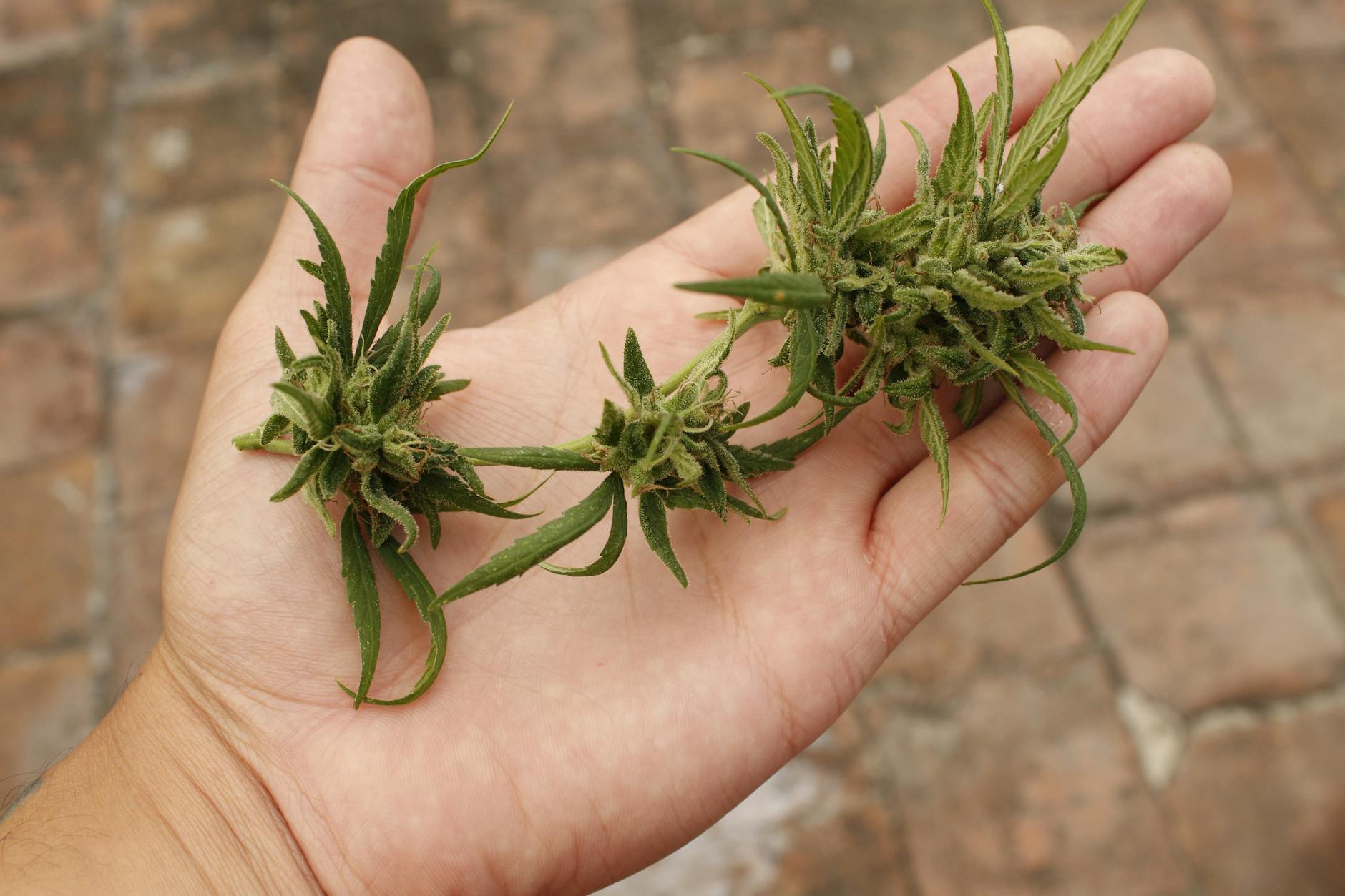 Cannabis research: India to start human trials for medicinal marijuana - NewsBytes