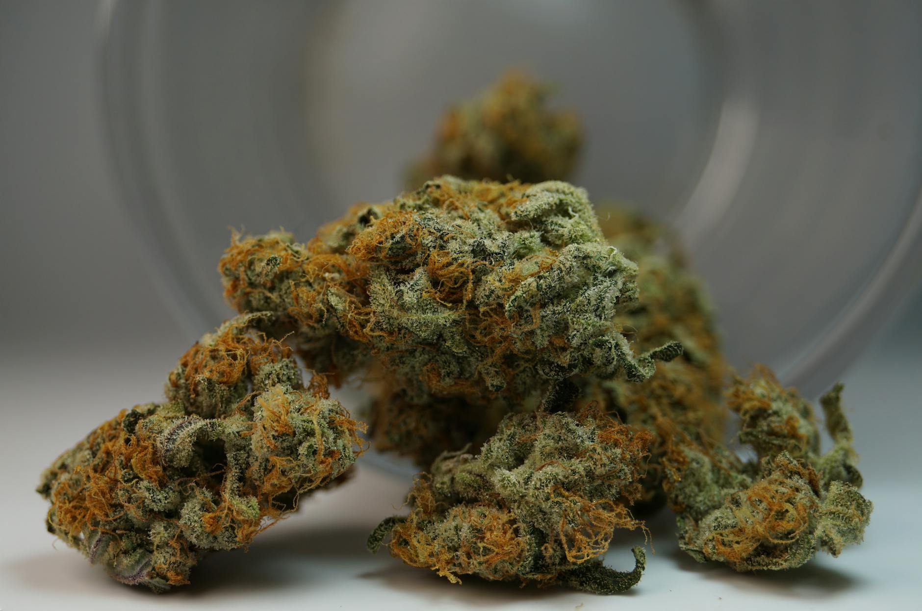 Natural Neuroprotection: Exploring the Potential of Non-Psychoactive Cannabinoids
