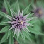 TPS Cannabis News - StratCann