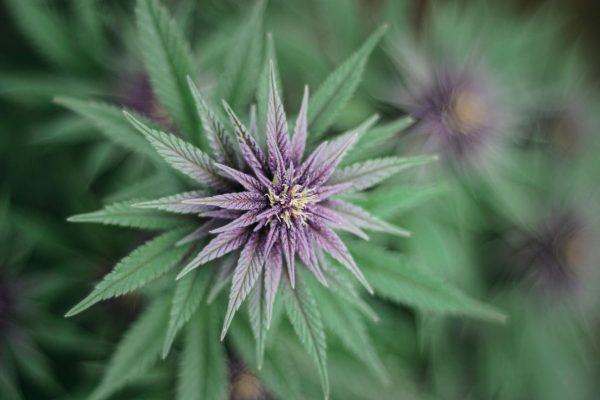 TPS Cannabis News – StratCann