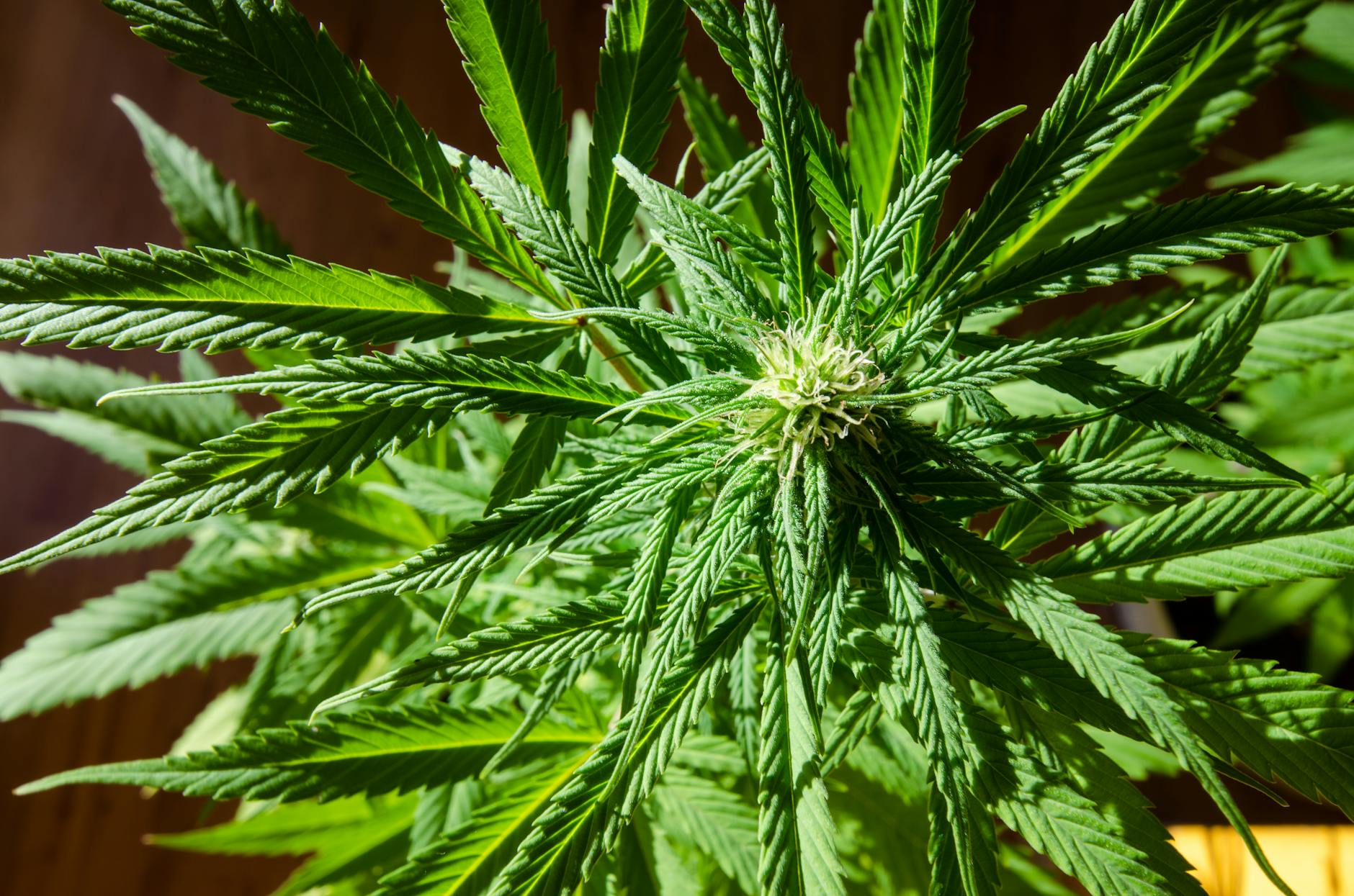 Explainable AI Predicts CB1 Receptor Affinity and Potency for Cannabinoids and NPS 32 Explainable AI Predicts CB1 Receptor Affinity and Potency for Cannabinoids and NPS