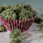 Study reveals why older adults are using cannabis edibles | EurekAlert!