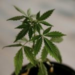 Judge Takes CMS HEMP-MARIJUANA CBD Program Under Advisement - The Globe and Mail