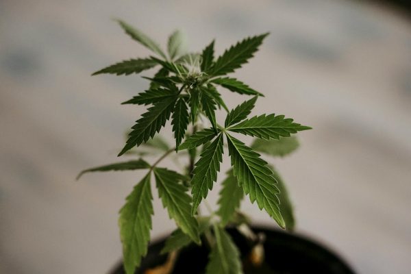 Judge Takes CMS HEMP-MARIJUANA CBD Program Under Advisement – The Globe and Mail