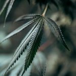Navigating the Evolving Landscape of Medicinal Cannabis Research: Benefits, Risks, and ...