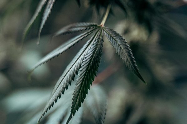 Navigating the Evolving Landscape of Medicinal Cannabis Research: Benefits, Risks, and …