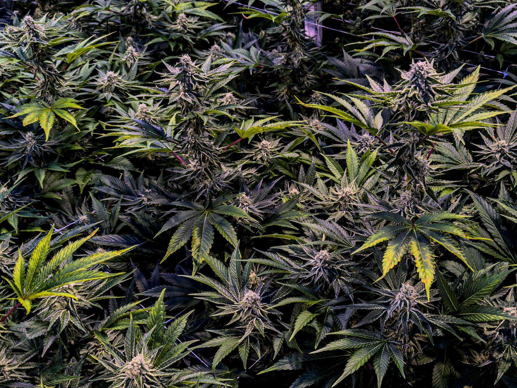 DEA Reiterates Stance That Lab-Derived Cannabinoids Are Not Compliant With the Farm Bill