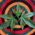 The Trump administration's moves on marijuana and psychedelics signal the start of a new ...