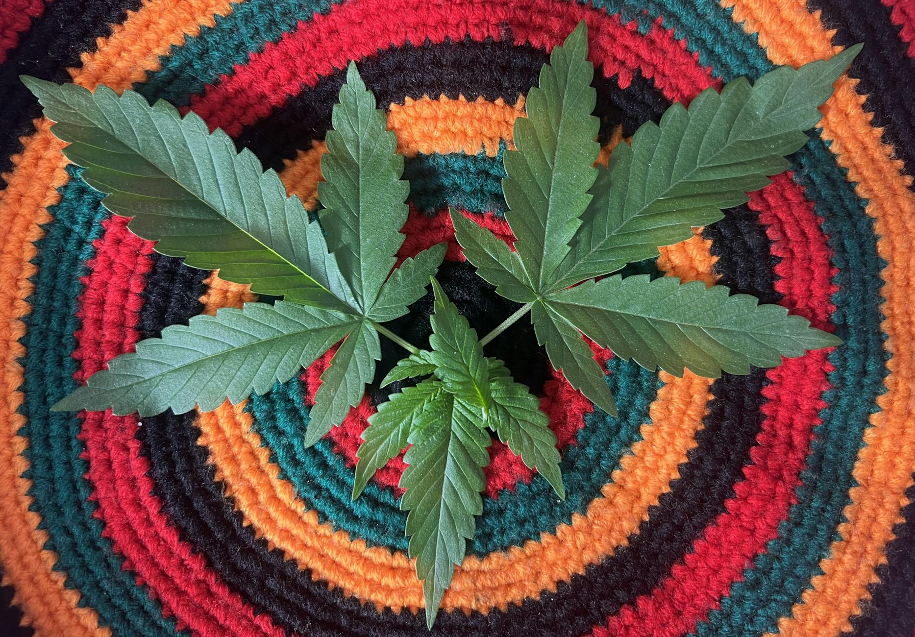 Survey: Americans Microdose Cannabis Far More Than Psychedelics - Ganjapreneur