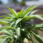 House panel revives medical cannabis bill - Daily Tribune