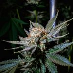America Doesn't Have A 'Marijuana Problem,' As NYT Claims—It Has a Cannabis Education ...