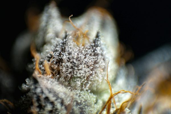 Why the Terpenes in Your Cannabis Matter More Than the THC Number – YouTube