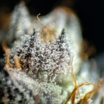 ced pexels 30682041