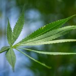 Congress considers veterans' medical cannabis amendment (Newsletter: May 8, 2026)