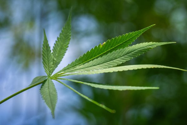 Congress considers veterans’ medical cannabis amendment (Newsletter: May 8, 2026)