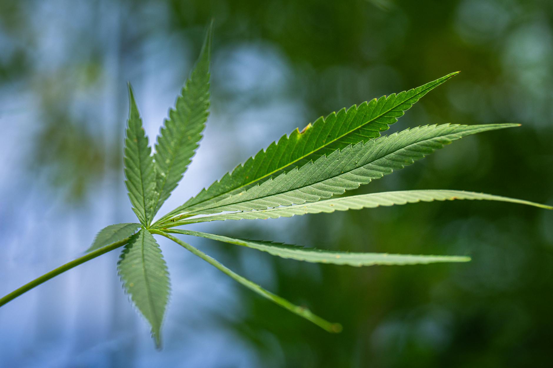 Congress considers veterans' medical cannabis amendment (Newsletter: May 8, 2026)