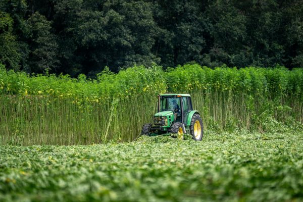 Hemp article tells us why WI needs government regulations | Letter – Milwaukee Journal Sentinel