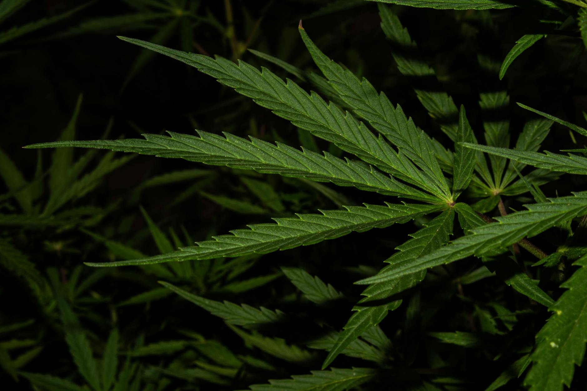 Marijuana tied to weight loss in new Fed study | Cannabis Sciences - Labroots