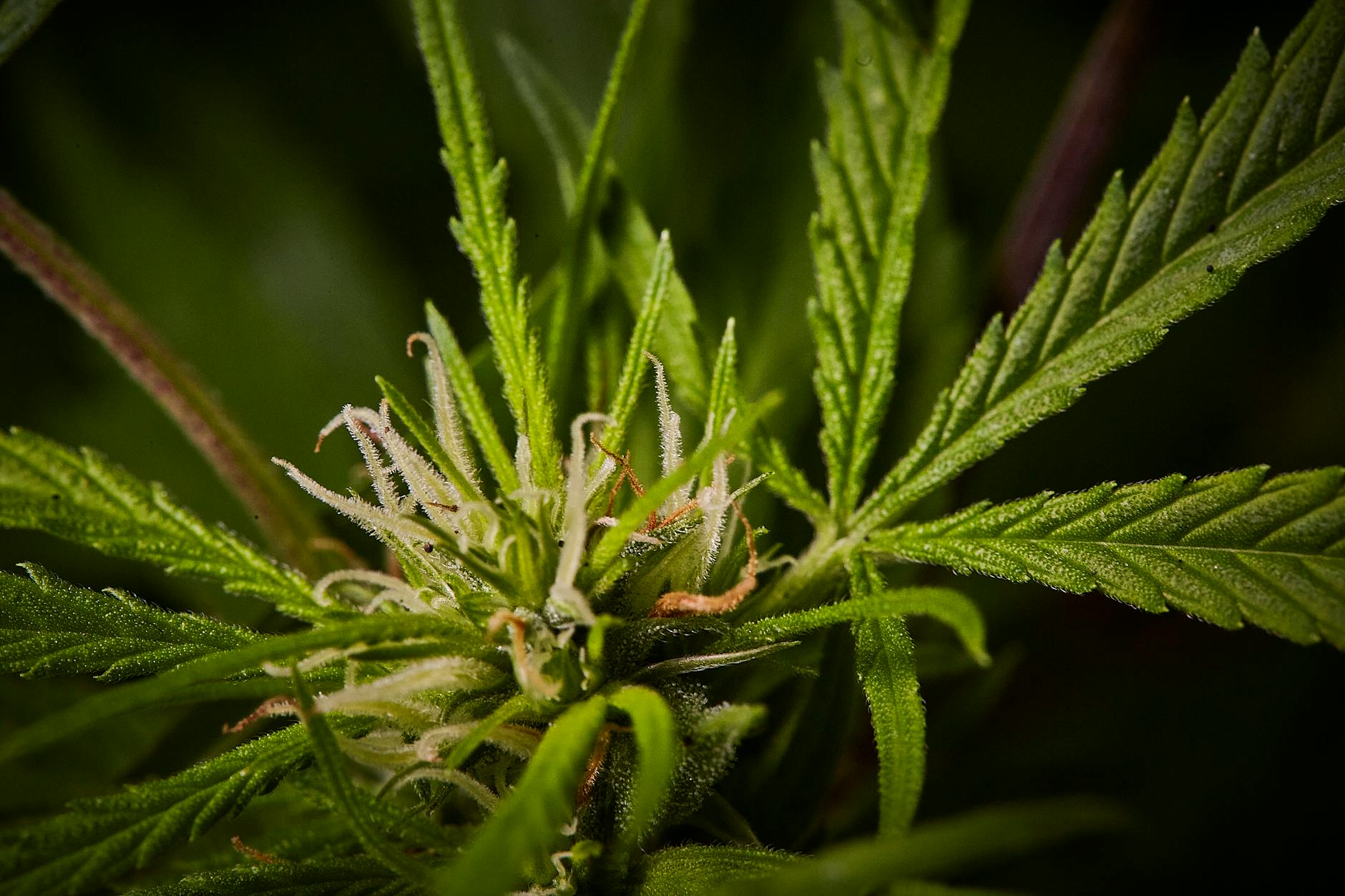 NL: Origins of THC, CBD and CBC in cannabis revealed - MMJDaily