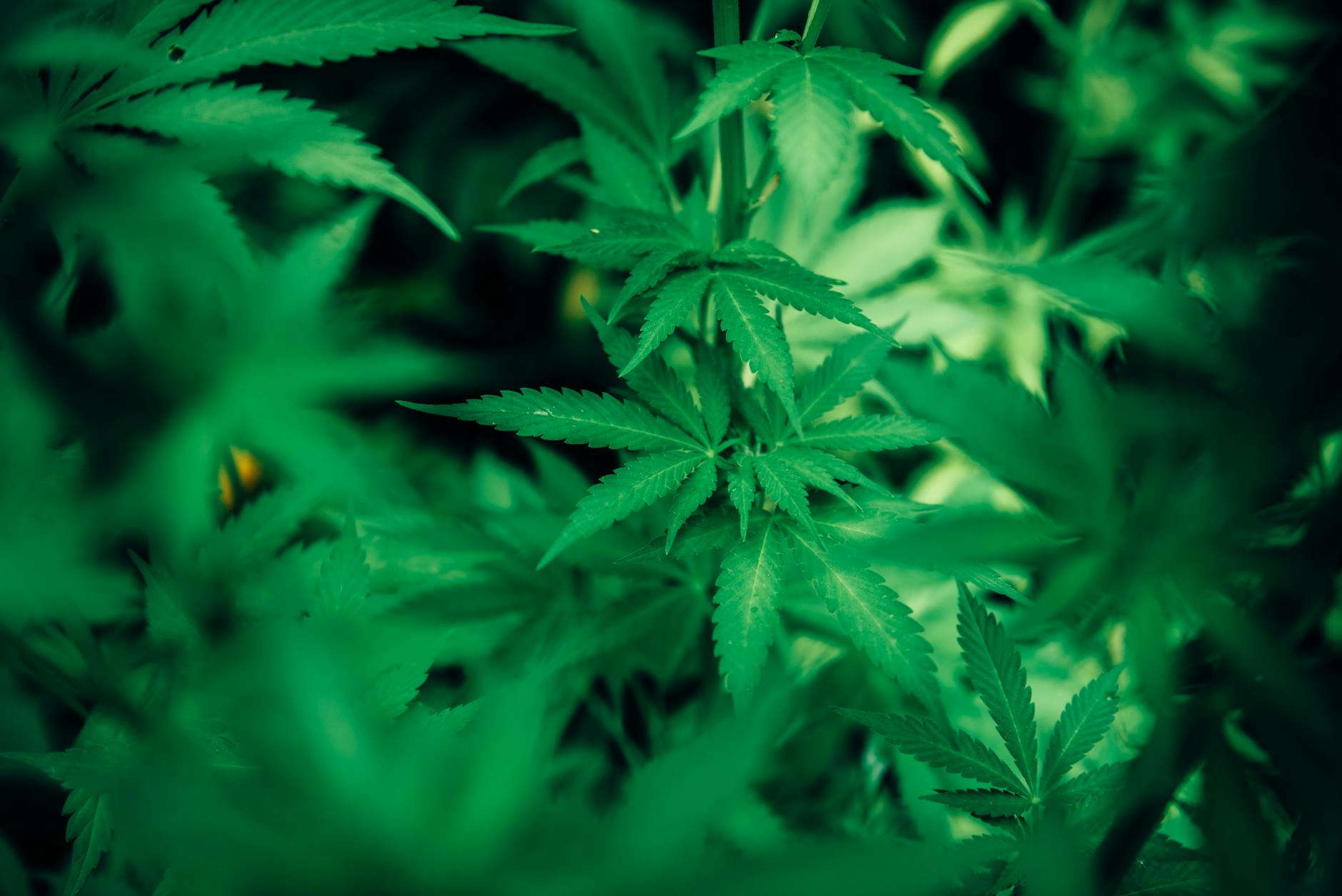 Higher-strength medicinal cannabis may be linked to a disturbing pattern of side effects, our ...