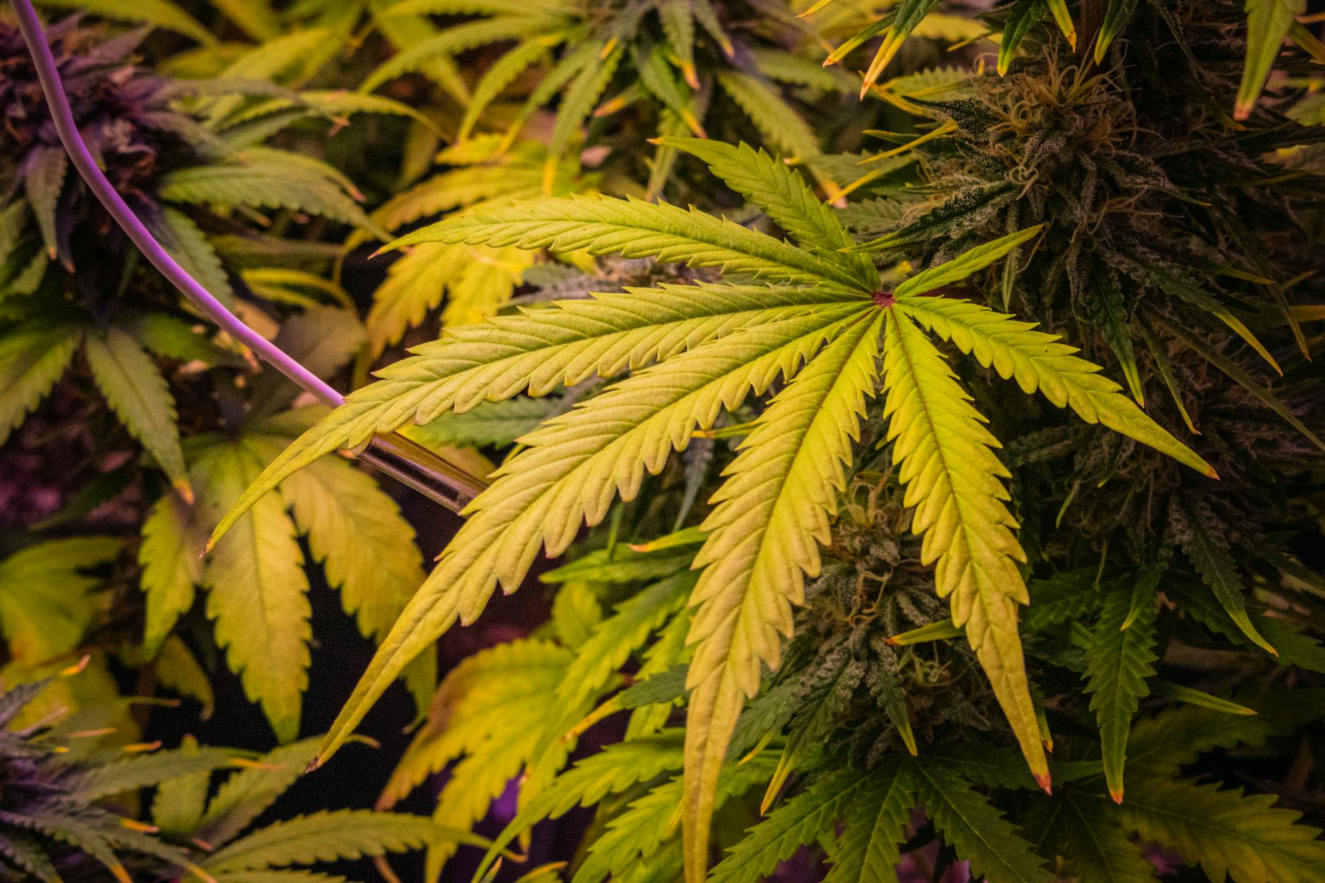The Trump administration's moves on marijuana and psychedelics signal the start of a new ...