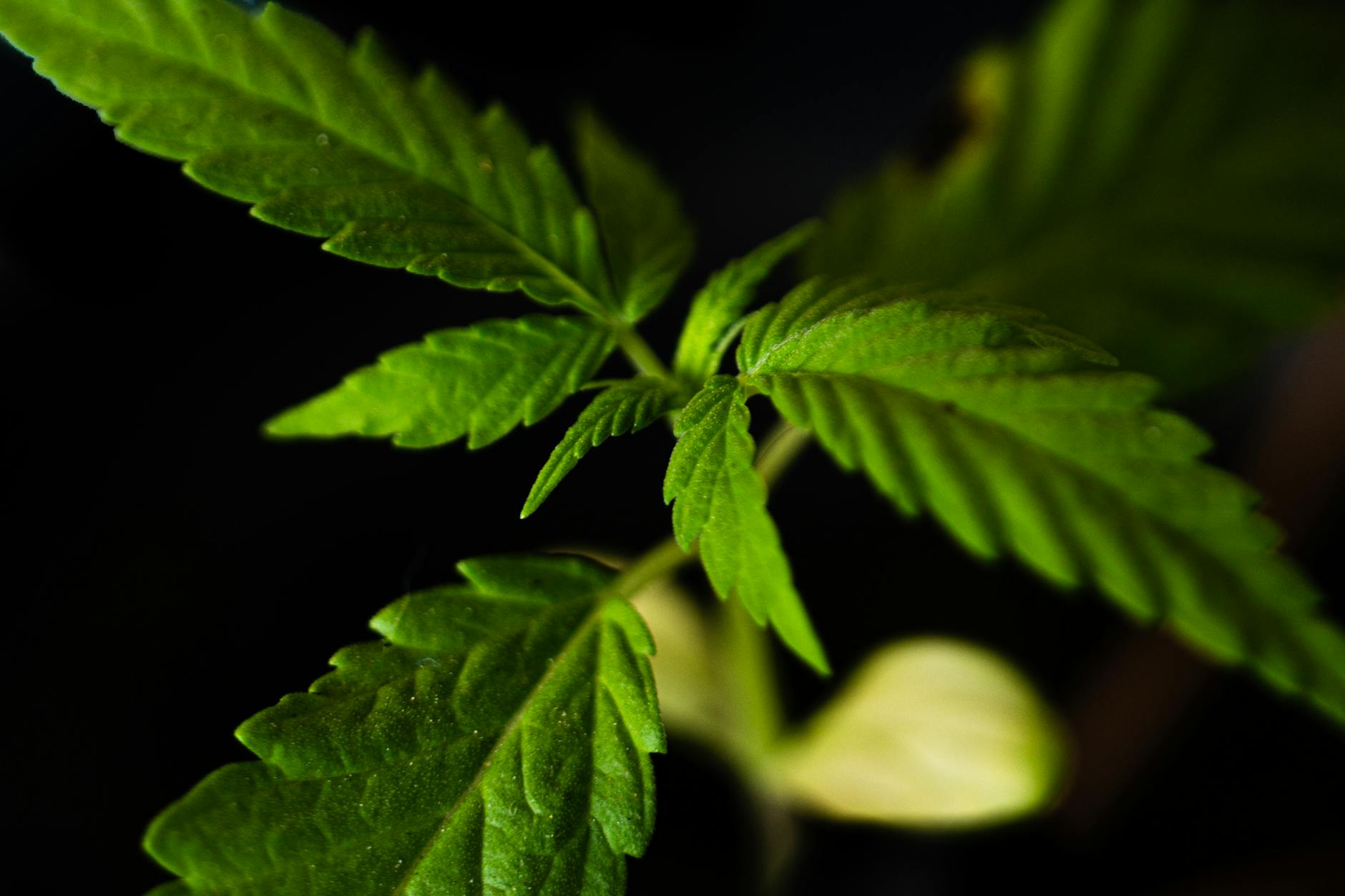 Most cannabis users are ‘non-problematic’, Canadian data shows – leafie 32 Most cannabis users are 'non-problematic', Canadian data shows - leafie