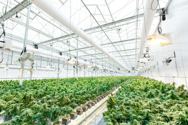 Federal Reclassification Reshapes Risks for Medical Marijuana Businesses