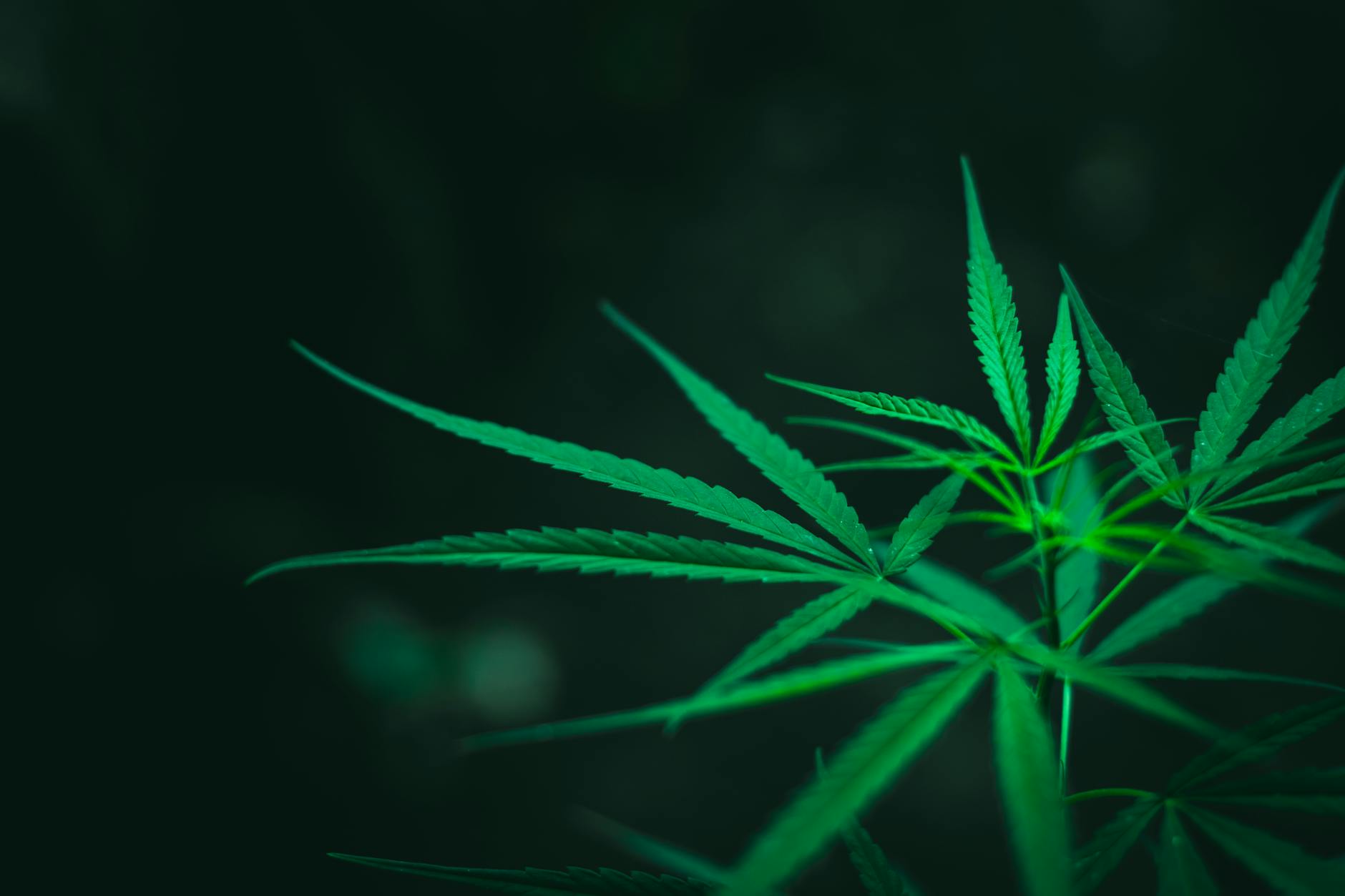 Aurora Cannabis Pivots to Medical-Only, Eyes Germany & Australia Growth at TD Cowen Conference