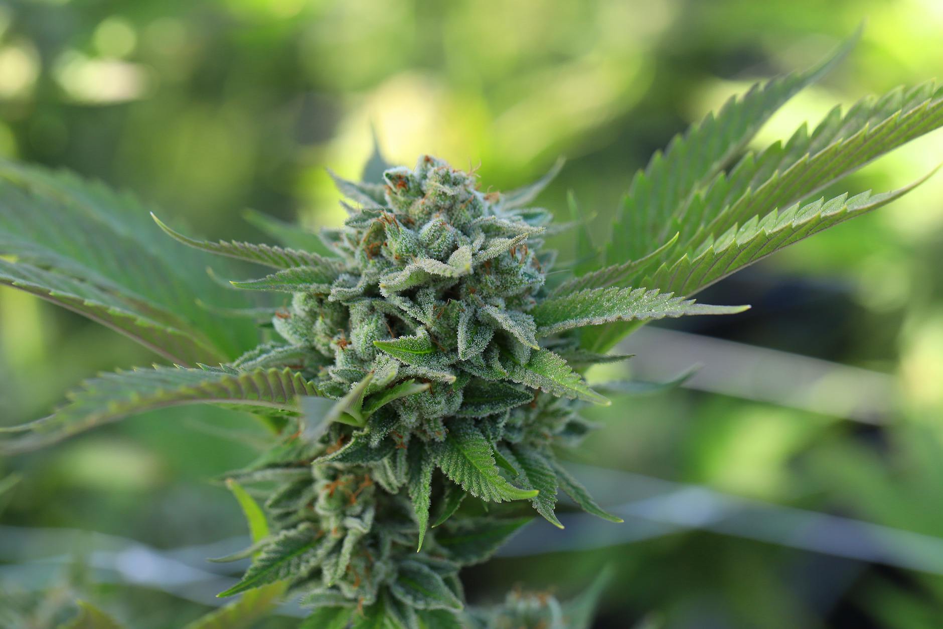 California Bill to Authorize Medical Cannabis Drive-Thrus Advances to Assembly Floor Vote
