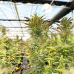 Medical Cannabis Commission clears path for cultivator inspections, but advocates warn ...