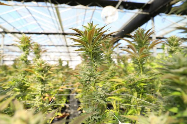 Medical Cannabis Commission clears path for cultivator inspections, but advocates warn …