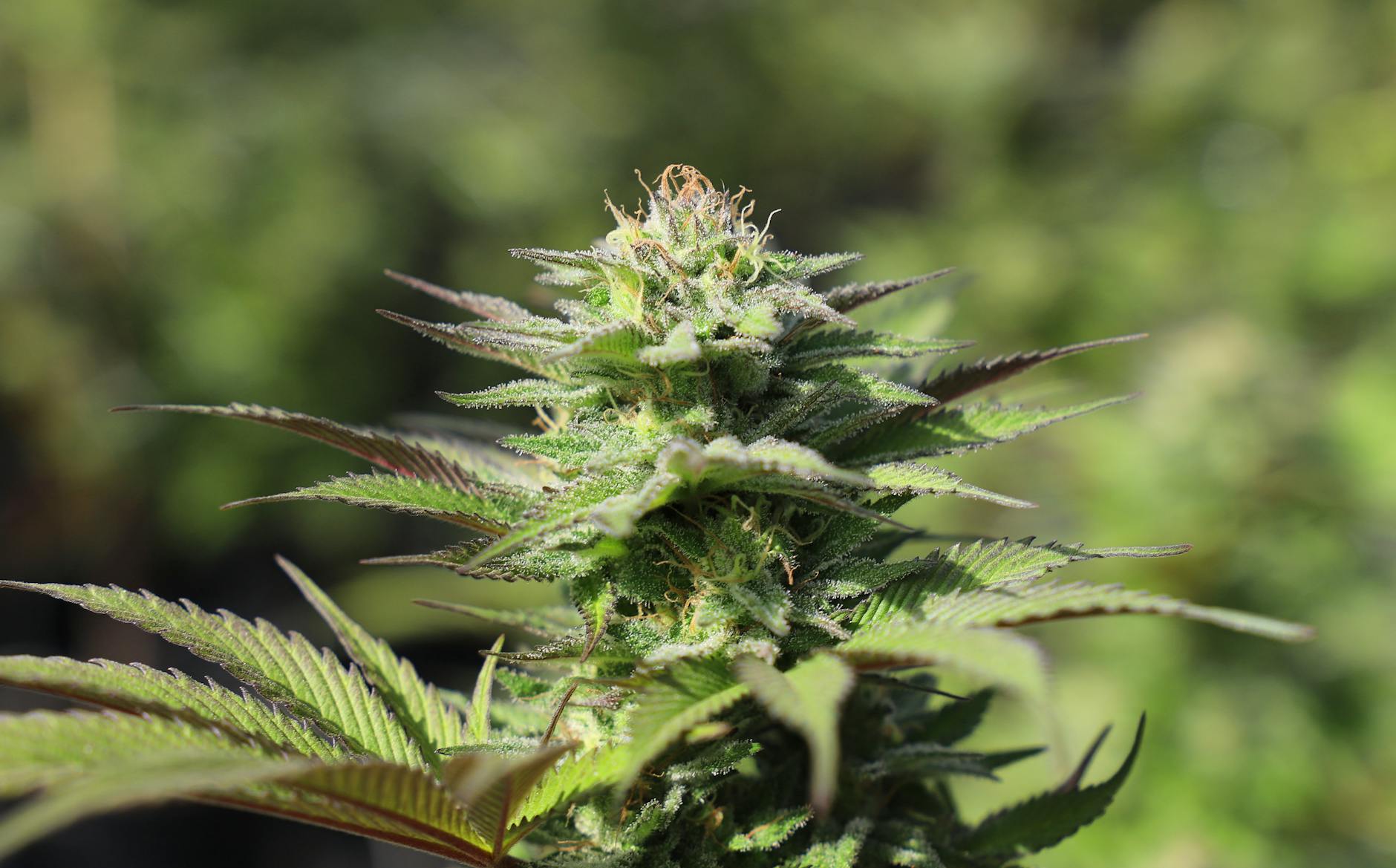 California Bill to Authorize Medical Cannabis Drive-Thrus Advances to Assembly Floor Vote