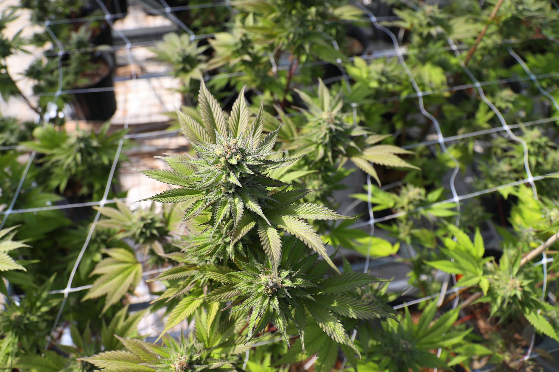 Four More States Advance Bills to Allow Medical Marijuana Access in Hospitals