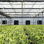 DEA Reiterates Stance That Lab-Derived Cannabinoids Are Not Compliant With the Farm Bill